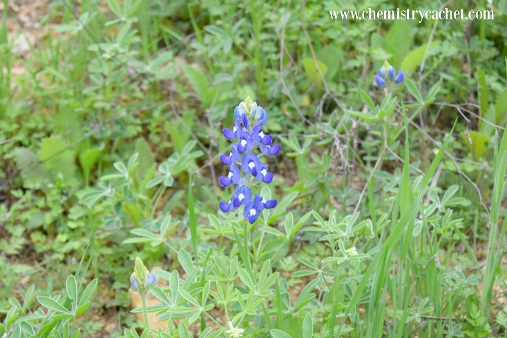 The Simple Joy of Springs First Blooms #livethelittlethings