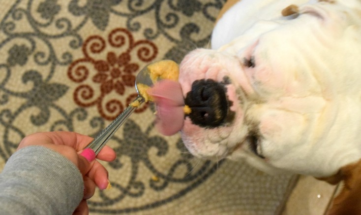 Easy, grain-free dog birthday cupcakes! These are the prefect, healthy, sweet treat to celebrate your pups next birthday! on chemistrycachet.com