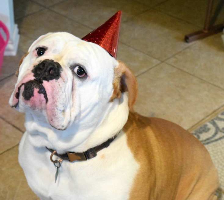 Bulldog Birthday Edition! #rugerthebulldog