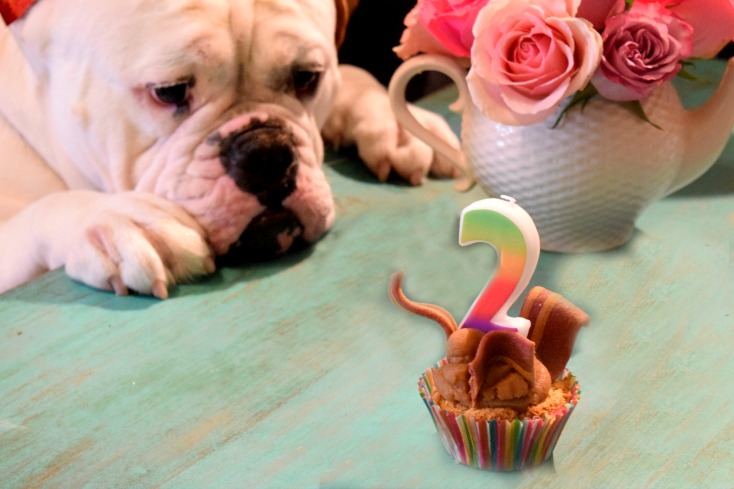 Bulldog Birthday Edition! #rugerthebulldog