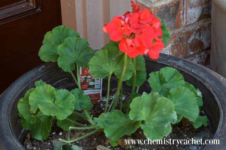 The Simple Joy of Springs First Blooms #livethelittlethings