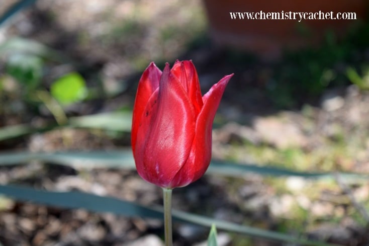 The Simple Joy of Springs First Blooms #livethelittlethings