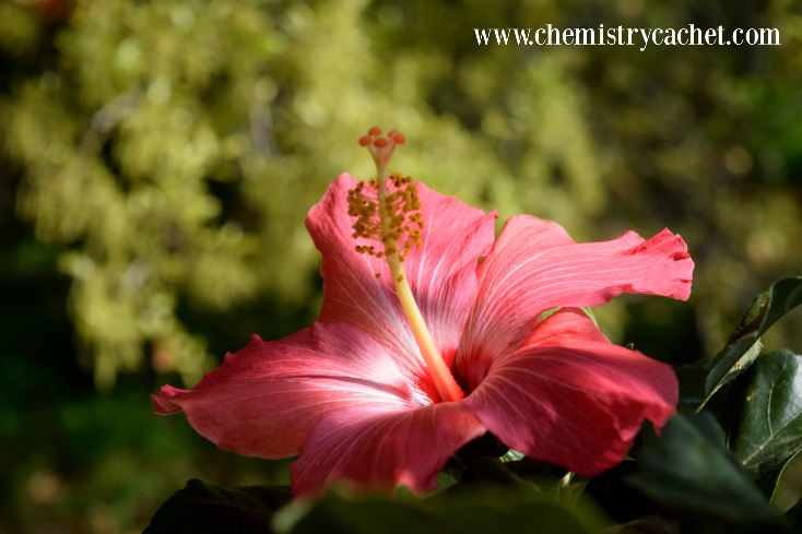 The Simple Joy of Springs First Blooms #livethelittlethings