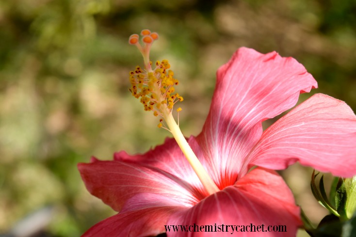 The Simple Joy of Springs First Blooms #livethelittlethings