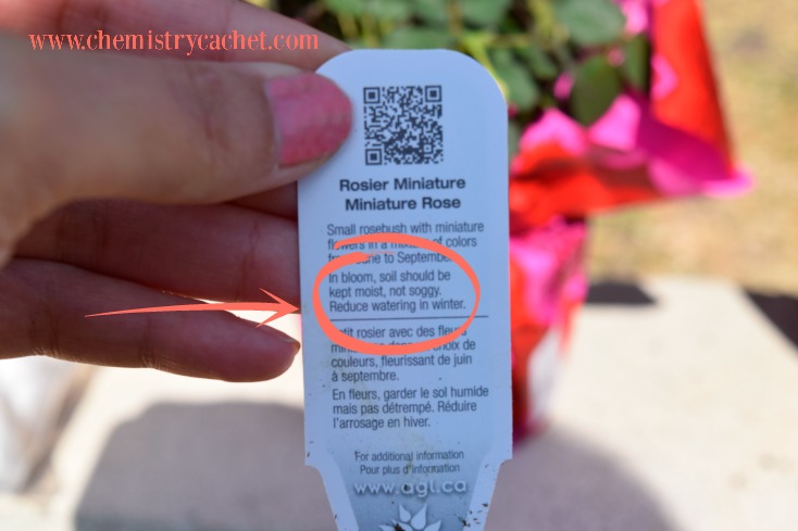 The Complete Guide to Mini Roses Part one is How to Pot a Mini Rose Bush!