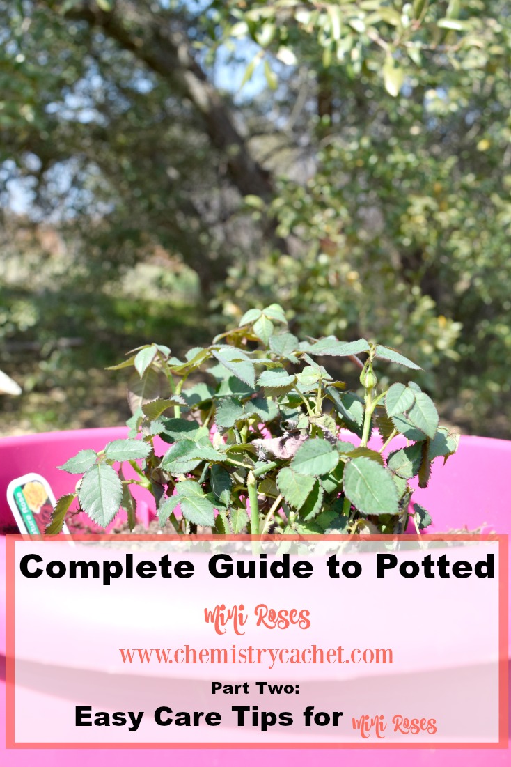 Mini Rose Series Part Two Easy Care Tips for Potted Mini Roses to make sure look beautiful all season! on chemistrycachet.com