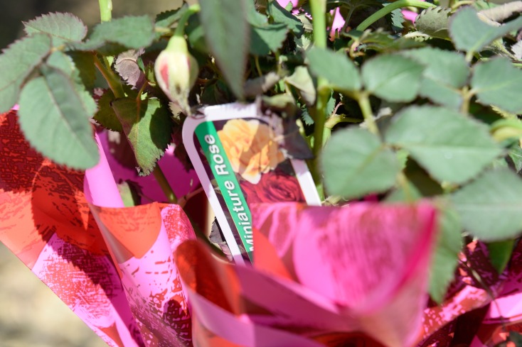 Mini Rose Series Part Two Easy Care Tips for Potted Mini Roses