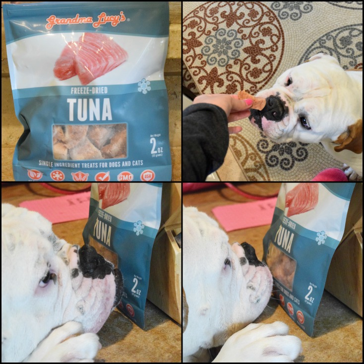 Ruger loves his new tuna treats from chewy.com!