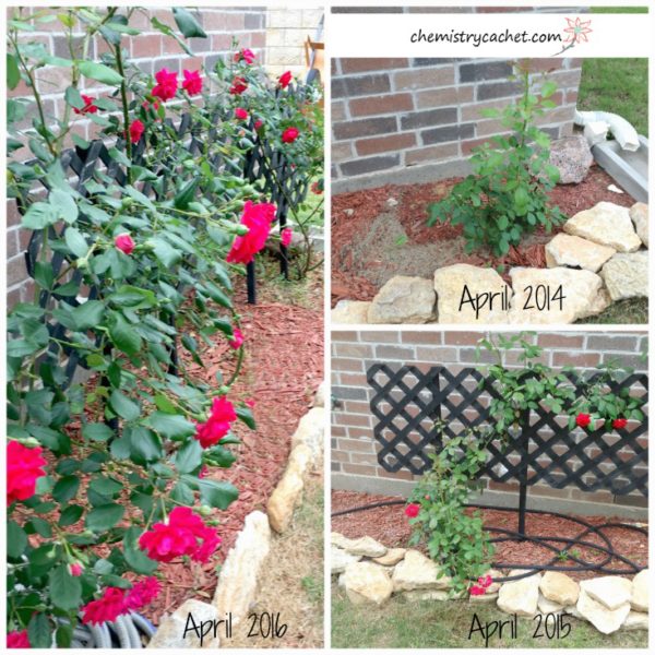 Six Tips for Making Your Rose Blooms Big, Beautiful, & Healthy