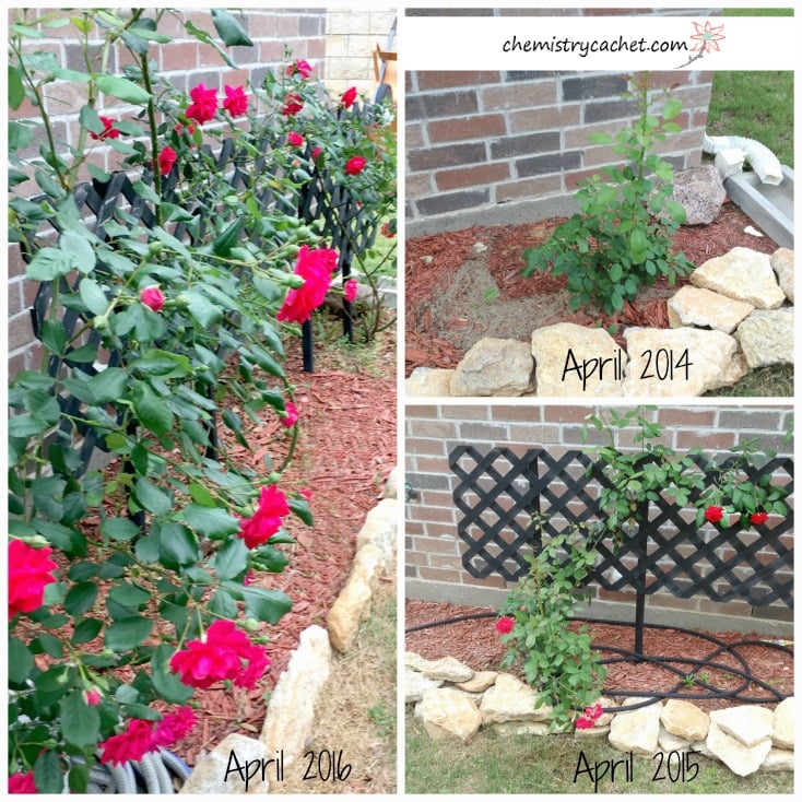 Chemistry Cachet's Roses using this guide to grow the biggest, healthiest roses all season long on chemistrycachet.com