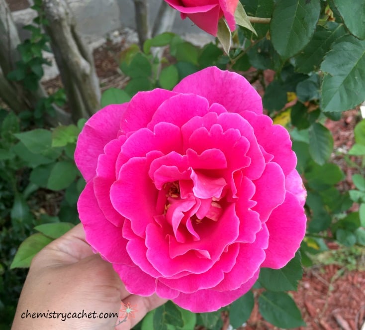 Hybrid Tea Roses from chemistrycachet.com