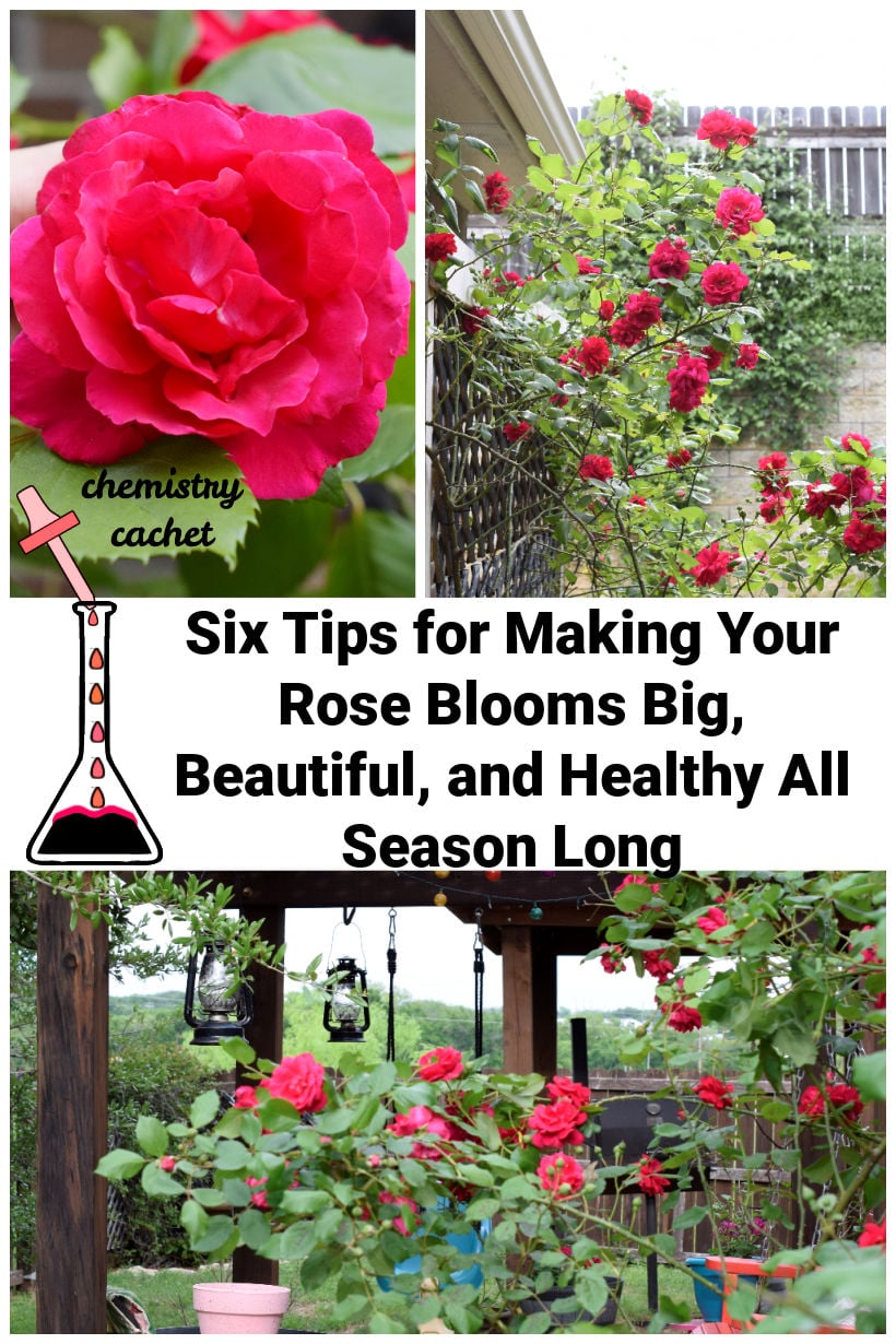 Six Tips for Making Your Rose Blooms Big, Beautiful, and Healthy All Season Long