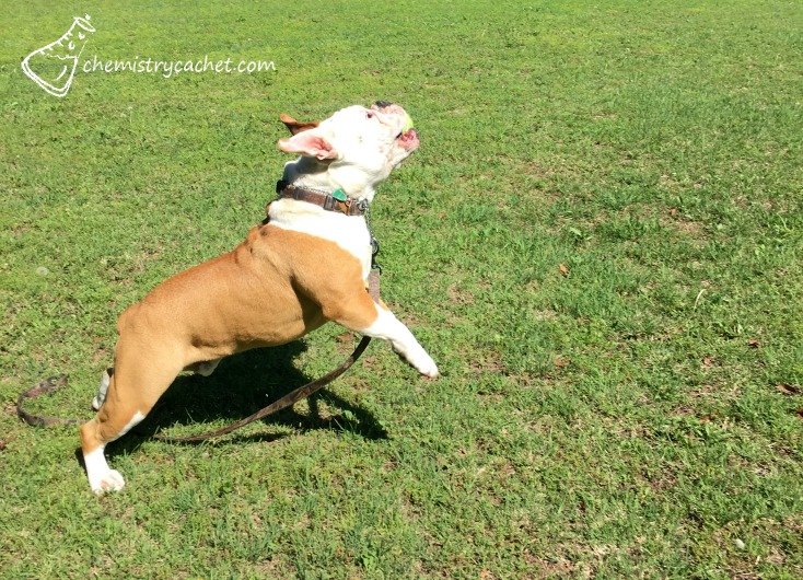 5 fun unique ways to get active outside this season, even with arthritic pain! #WhatInconvenience #CollectiveBias