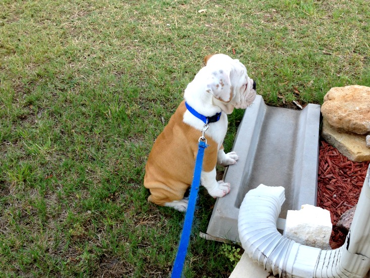All about summer berries & a wrinkly English Bulldog puppy!