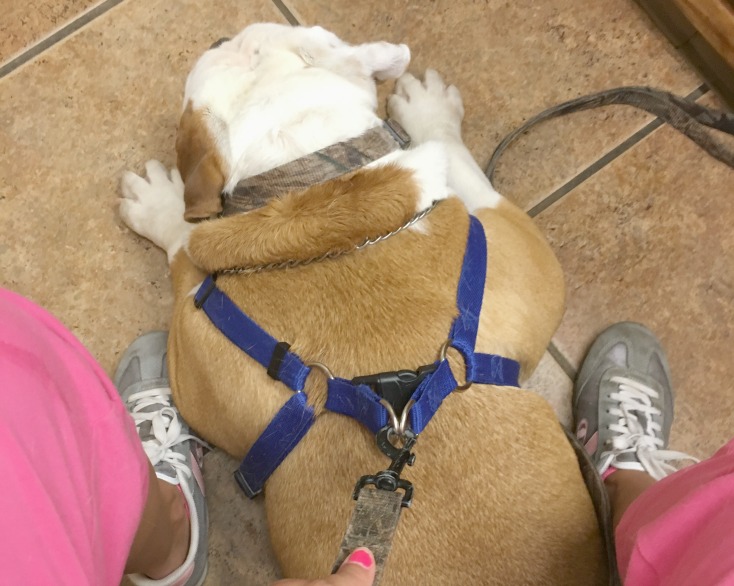 All about summer berries & chubby bulldogs!