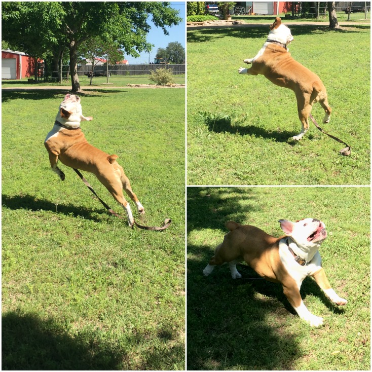 Friday Favorites - Peaceful Spring Sunrises and silly bulldogs!