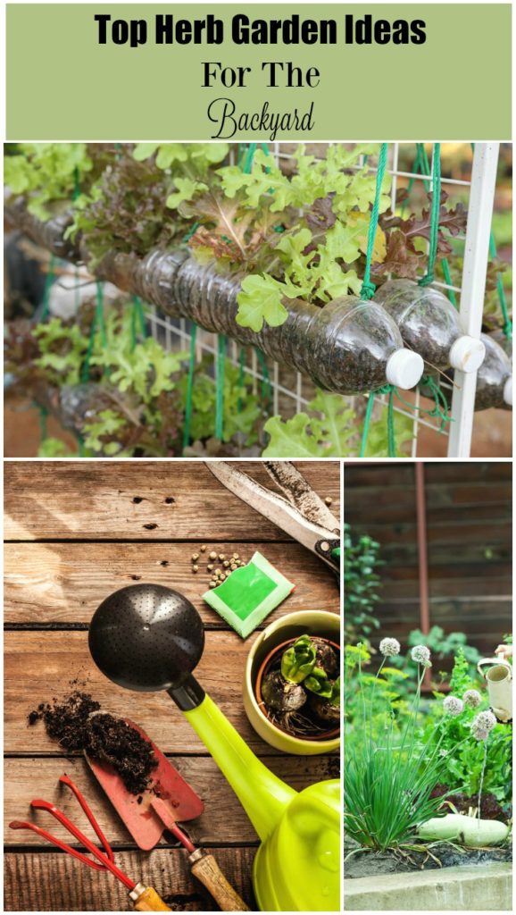 Top Herb Garden Ideas for the Backyard