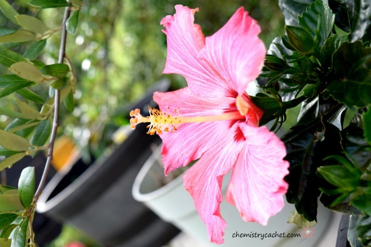 Currently in May. Celebrating the little things in life, like the perfect backyard ambiance!