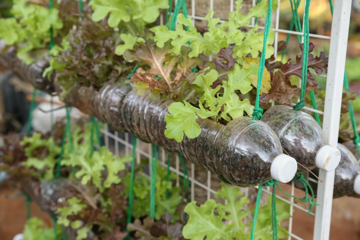 Top Herb Garden Ideas for the Backyard