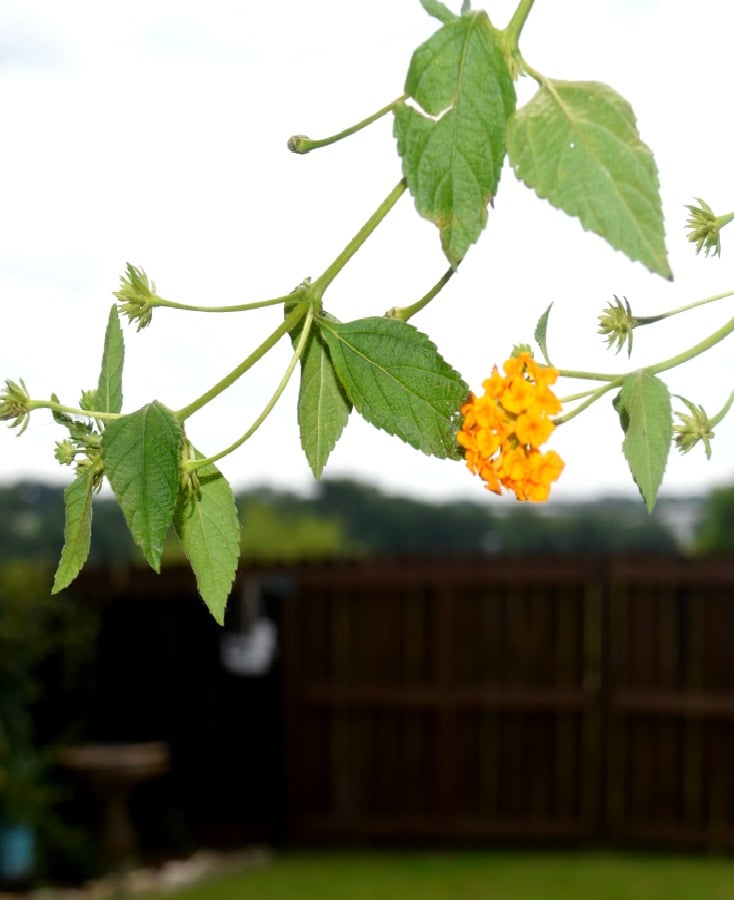 Beautiful Summer Lantana spilling over in the hanging basket! Lantana is the perfect, heat tolerant plant to add to your yard this year! We LOVE Summer on chemistrycachet.com