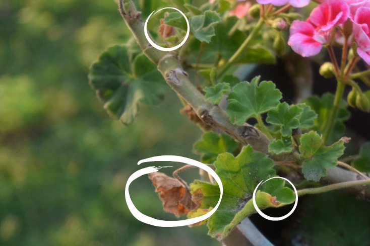 Important Summer Tips for Potted Flowers