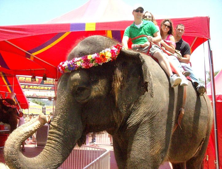 Summer Memory: The San Diego County Fair Adventure