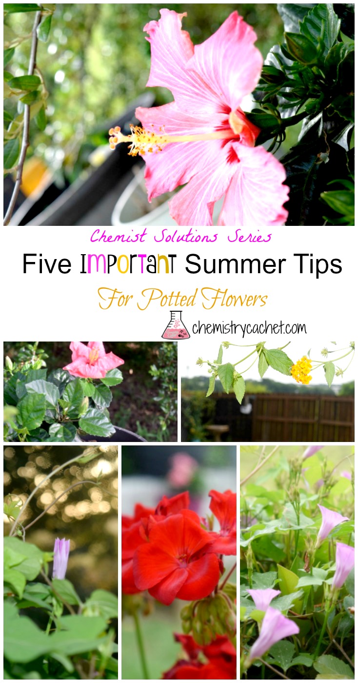 Important Summer Tips for Potted Flowers
