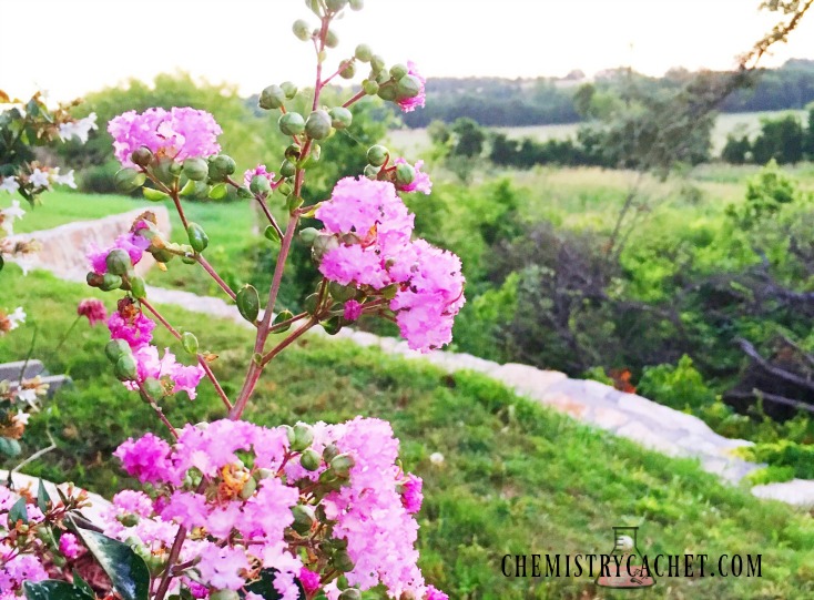 Pink flowering plants that are heat tolerant and are the perfect, drought tolerant plant for your yard! on chemistrycachet.com