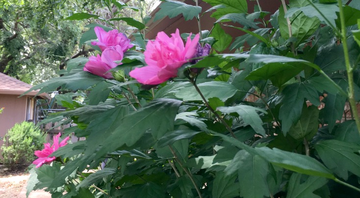Pink flowering plants that are heat tolerant and are the perfect, drought tolerant plant for your yard! on chemistrycachet.com