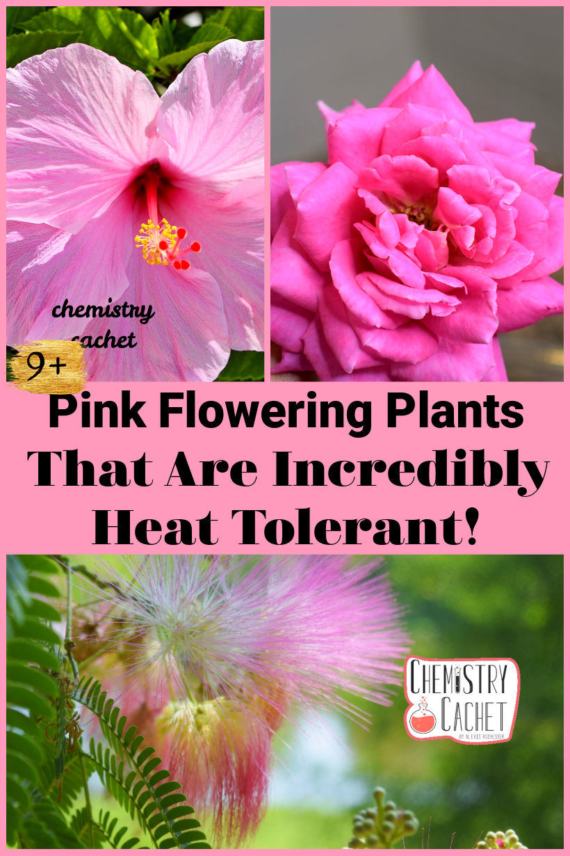 9+ Pink Flowering Plants That Are Incredibly Heat Tolerant