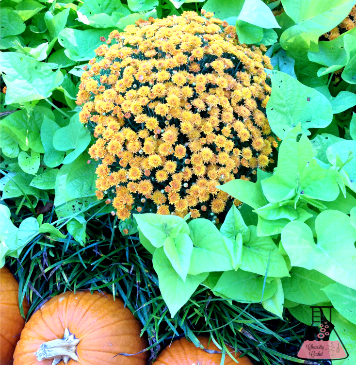 The Complete Fall Container Garden Guide in Three Steps! The easiest plants to grow, how to care for them AND preparing for winter on chemistrycachet.com