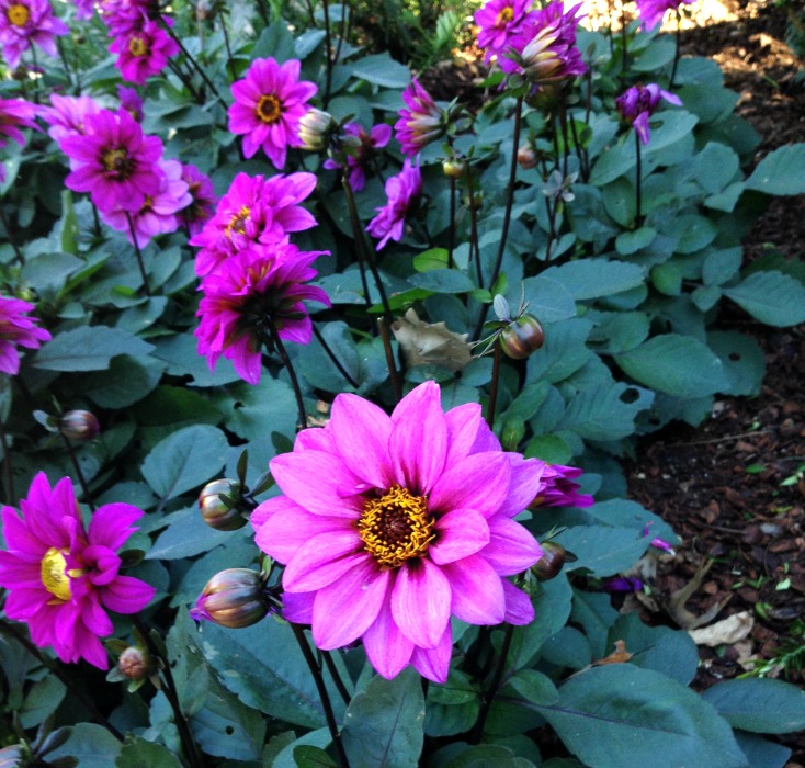 The Complete Fall Container Garden Guide in Three Steps! The easiest plants to grow, how to care for them AND preparing for winter on chemistrycachet.com