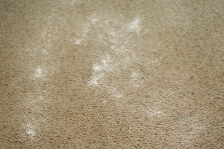 Chemistry Cachet's Homemade Carpet Cleaner Recipe. Safe, easy, and cheap carpet stain remover plus chemist tips on WHY it works! on chemistrycachet.com