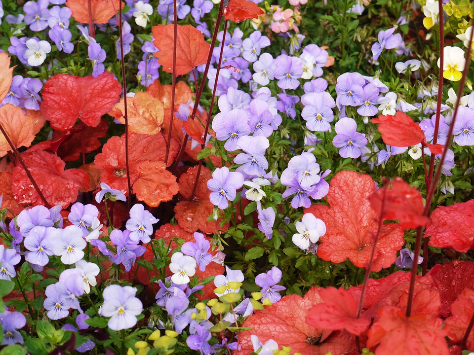 The Complete Fall Container Garden Guide in Three Steps! The easiest plants to grow, how to care for them AND preparing for winter on chemistrycachet.com