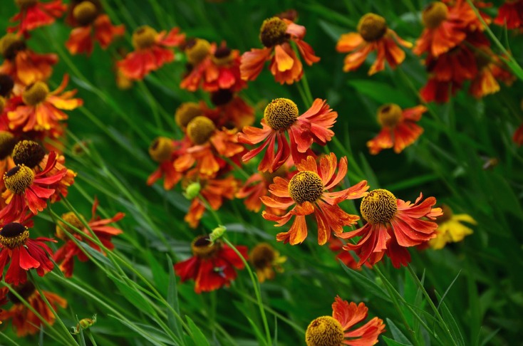 The Complete Fall Container Garden Guide in Three Steps! The easiest plants to grow, how to care for them AND preparing for winter on chemistrycachet.com