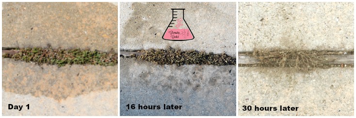 homemade vinegar weed killer for driveway cracks