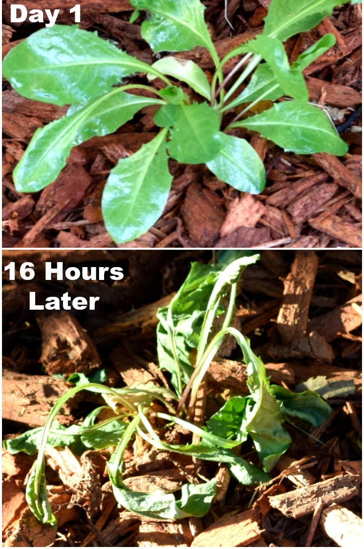 DIY weed spray before and after
