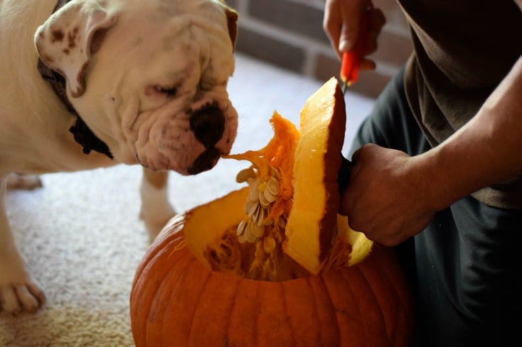 Pumpkin Carving and Fall Weekend Trip in Texas on chemistrycachet.com