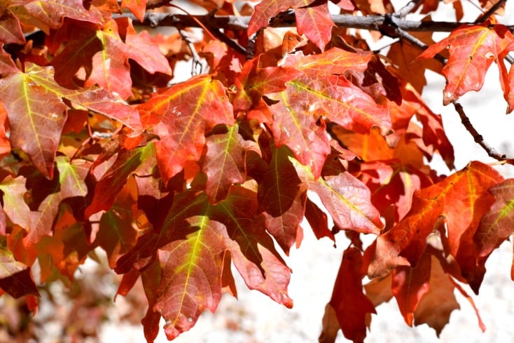 Weekend Fall Trip in Texas..."Every Leaf Speaks Bliss to Me, Fluttering from the Autumn Tree" - Emily Bronte on chemistrycachet.com