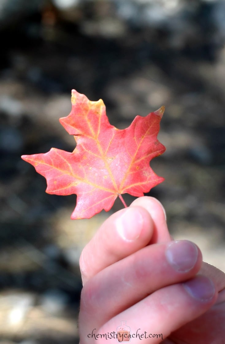 Weekend Fall Trip in Texas..."Every Leaf Speaks Bliss to Me, Fluttering from the Autumn Tree" - Emily Bronte on chemistrycachet.com