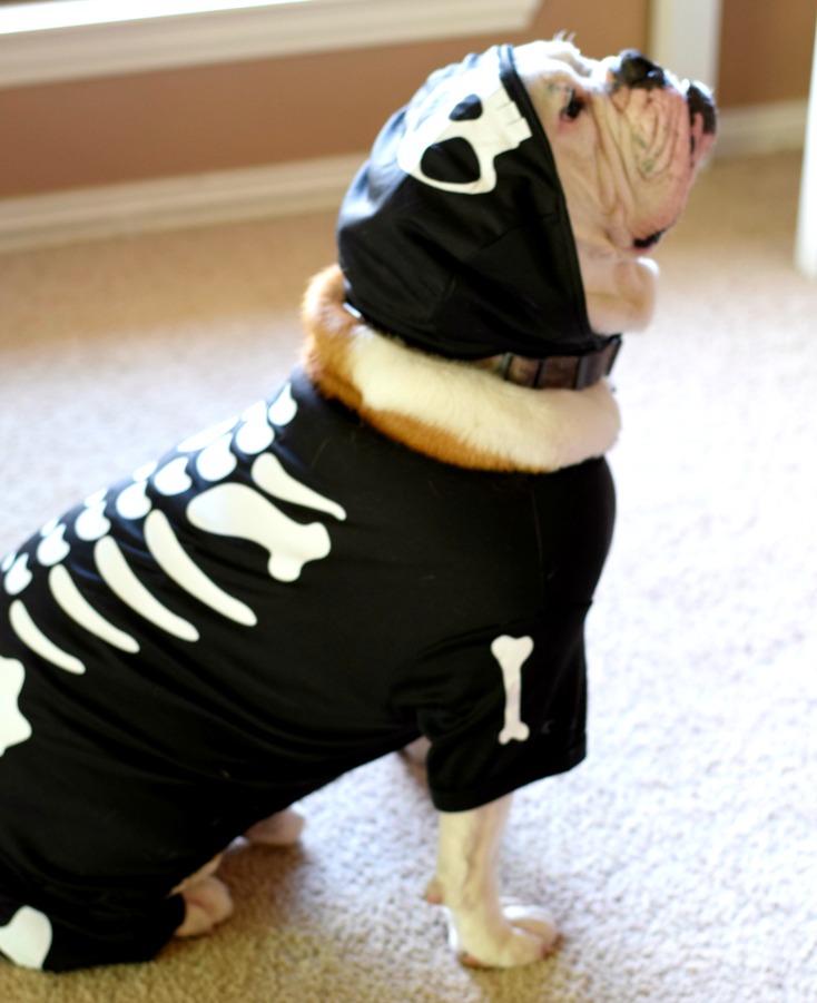 Happy November! English Bulldog Costume