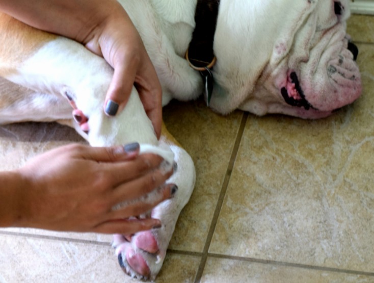 how to clean bulldog feet