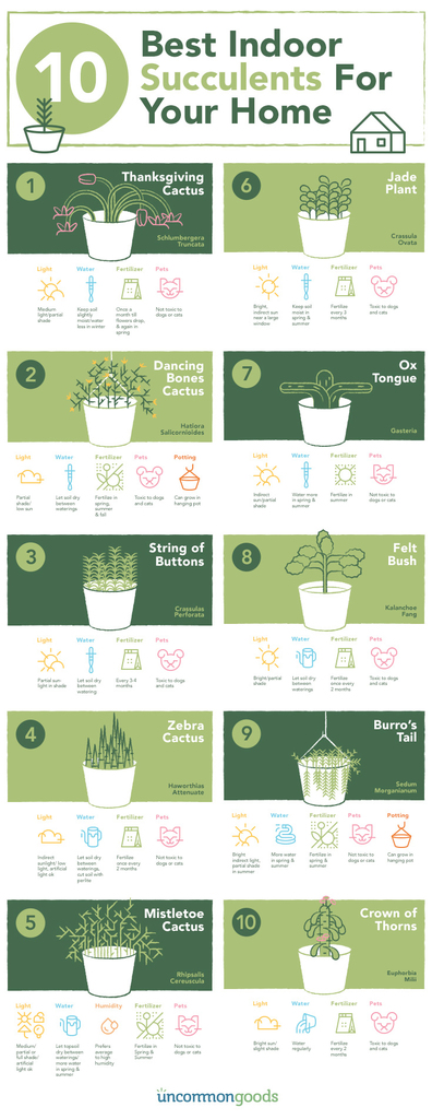10 Best Indoor Succulents for your Home this Fall/Winter! Important succulent information on chemistrycachet.com