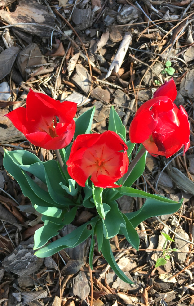 Beautiful tulips. Happy Spring!