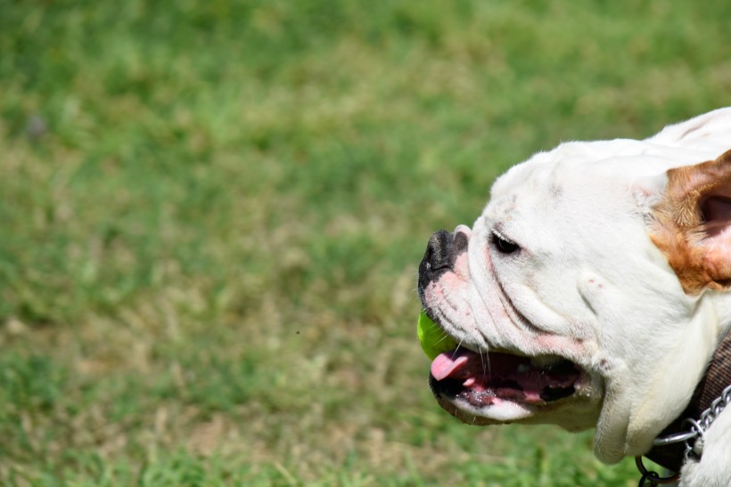 English Bulldog love