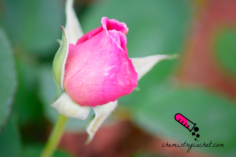 Chemistry Hacks to grow a pretty and easy patio garden. Easy patio garden ideas and tips on chemistrycachet.com easy patio garden