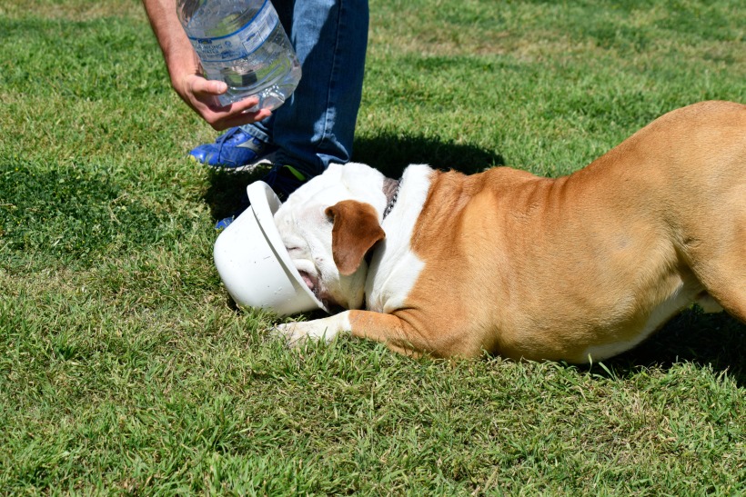 English Bulldog love