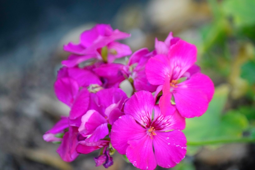 Spring Blooms. Enjoying the beautiful spring sunshine