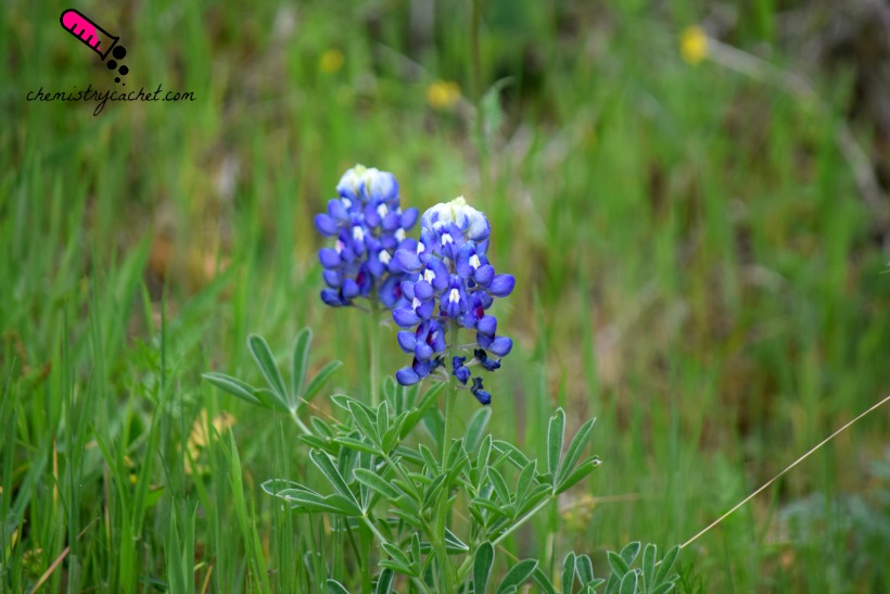 All about April Flowers