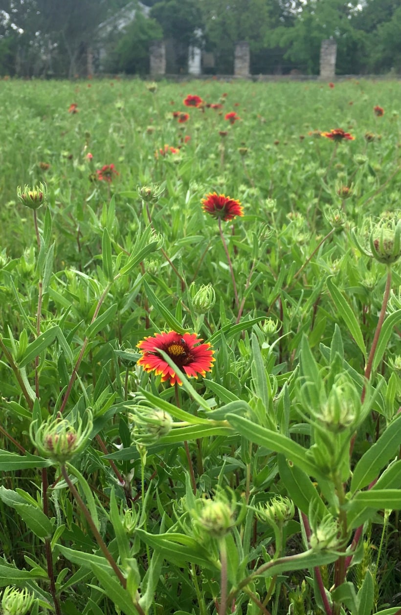 April Wildflowers in Texas